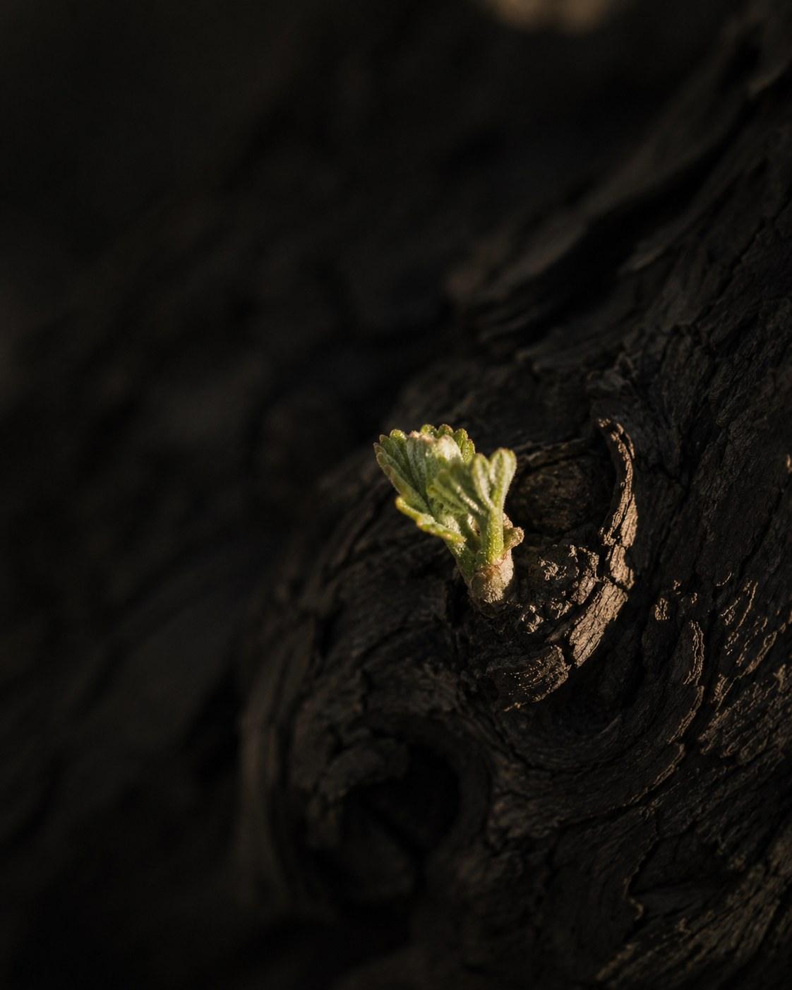 Closed bud under November light