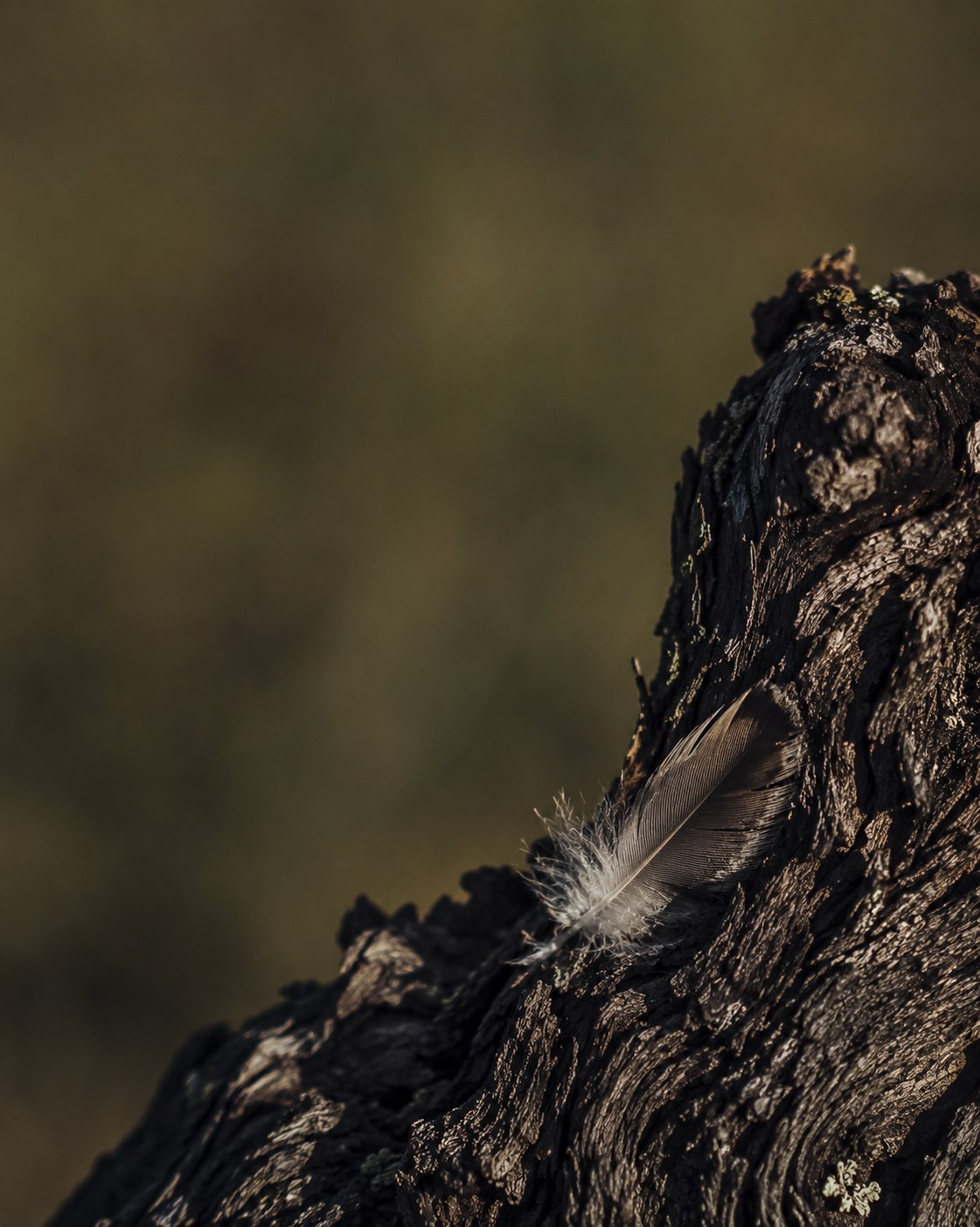 A feather caught on the wood