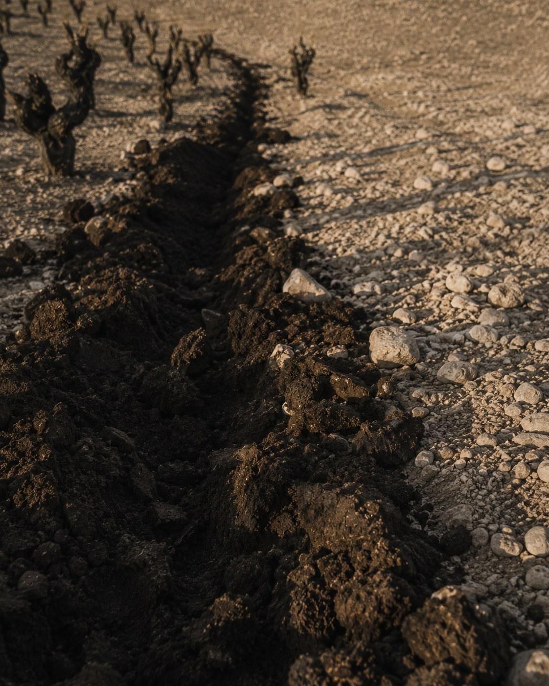 A furrow opened between the rows