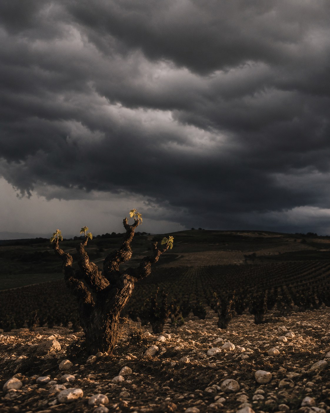 Storm over the vineyard