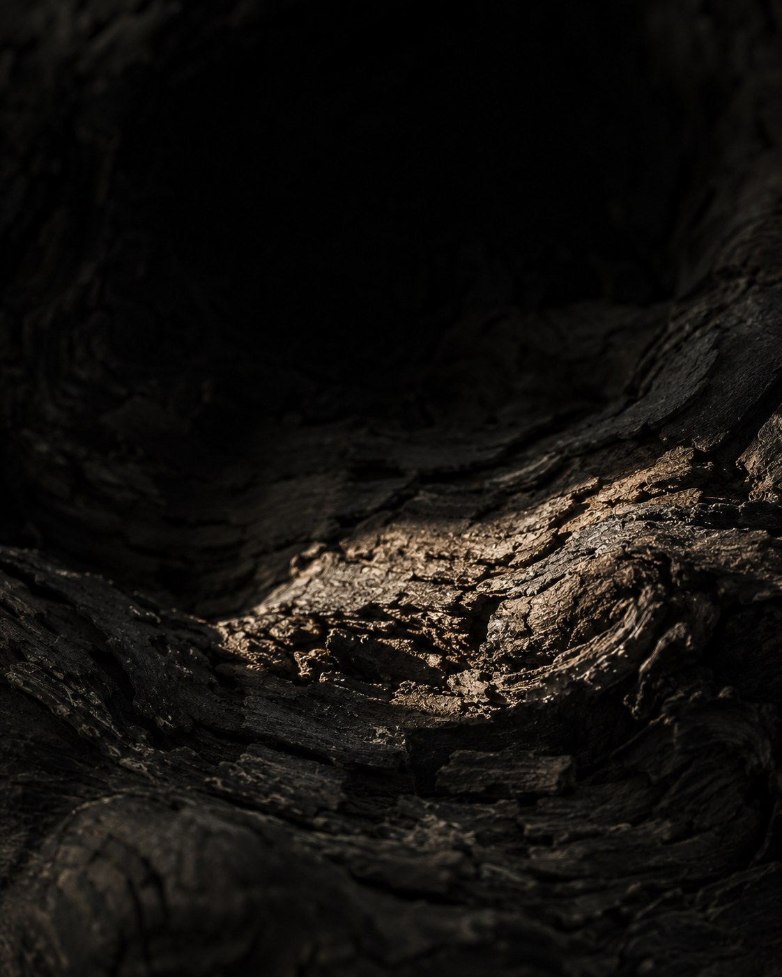 The old trunk