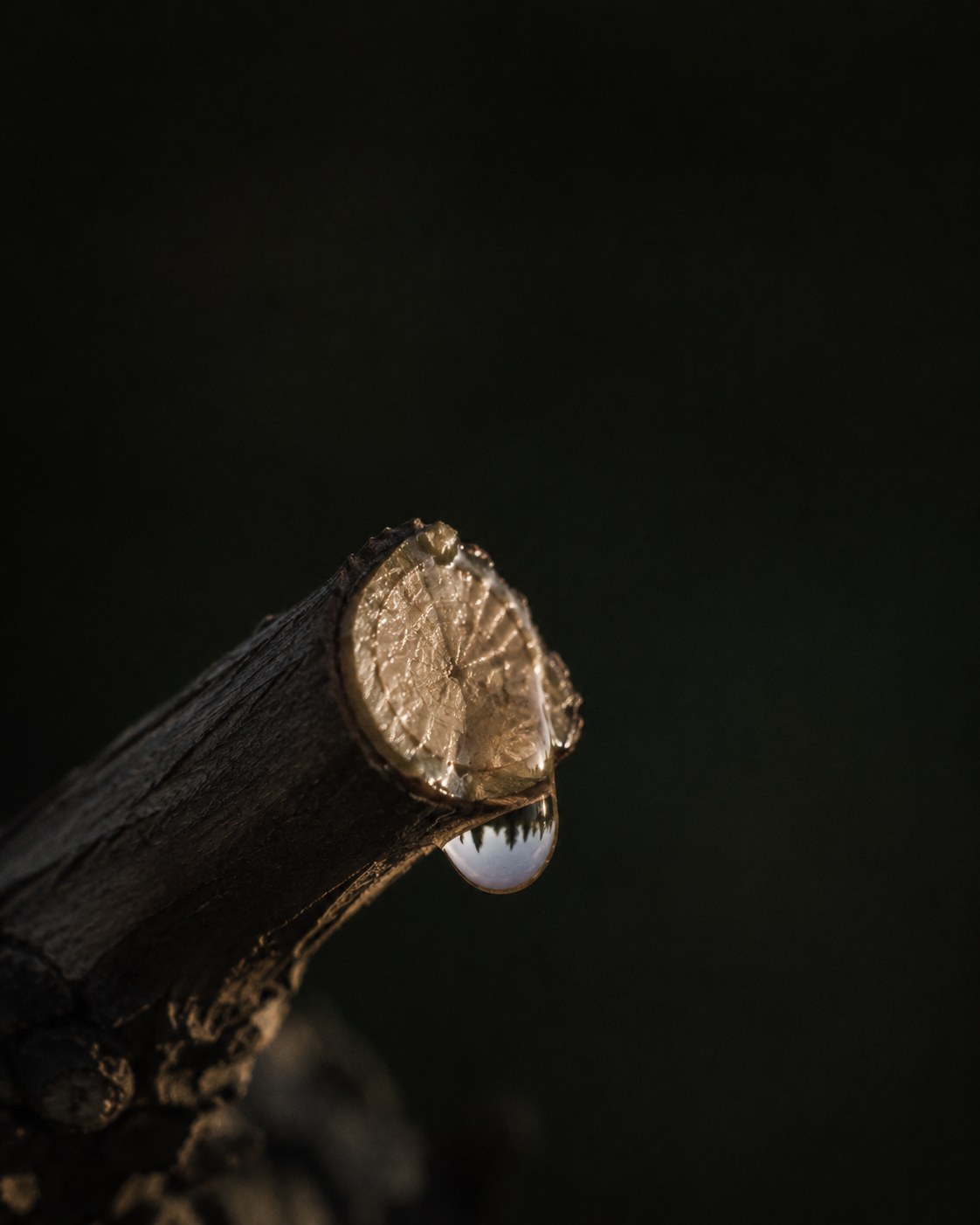 The bleeding of the vine